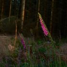 Harz Landschaft im Wandel