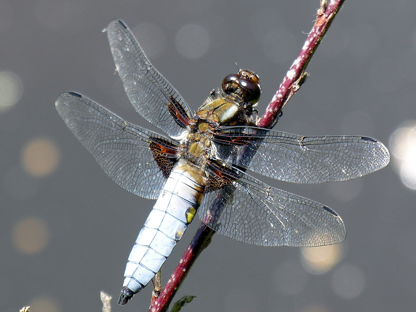 Harz - Libelle