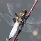 Harz - Libelle