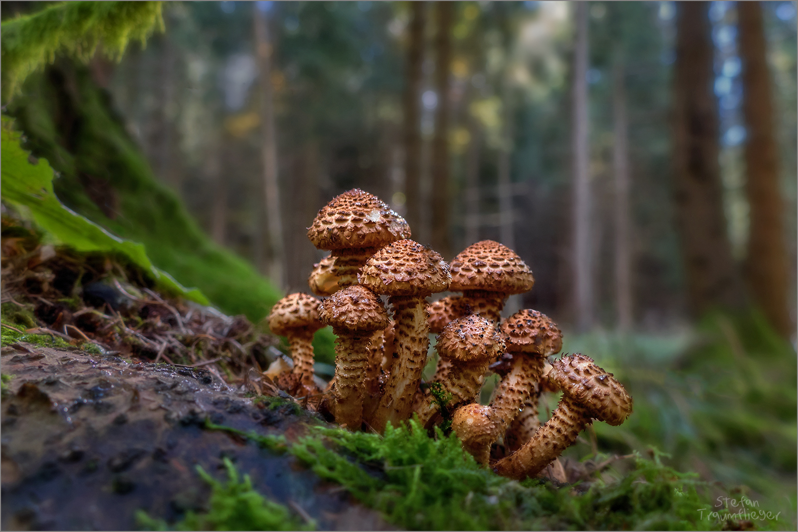 Harz-Schüpplinge