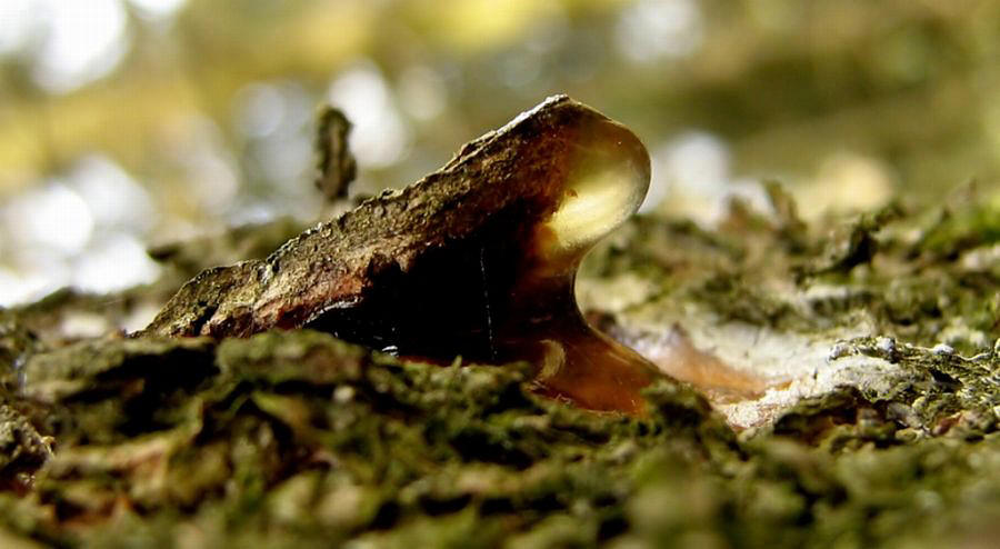 Harz-Tierleben: Der Goldmaulfrosch