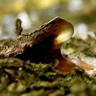Harz-Tierleben: Der Goldmaulfrosch