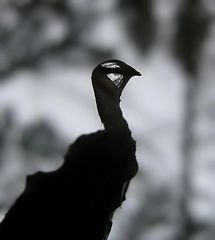 Harz-Tierleben: Hennele