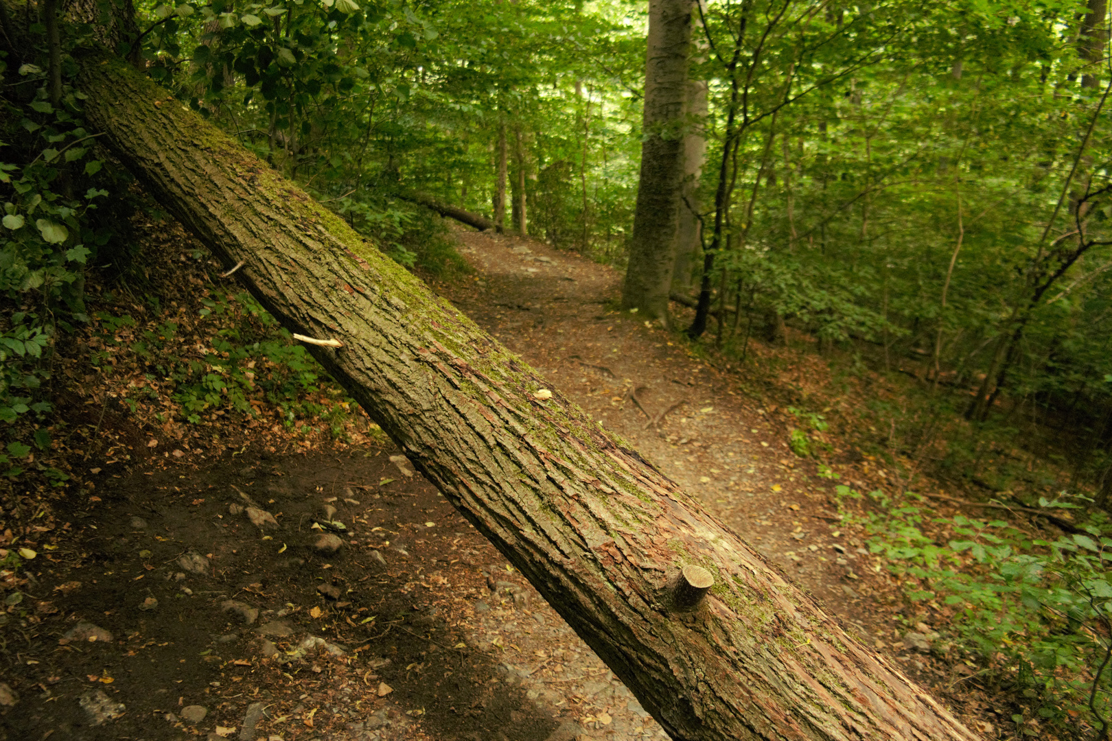 Harz, Treseburg bei Thale