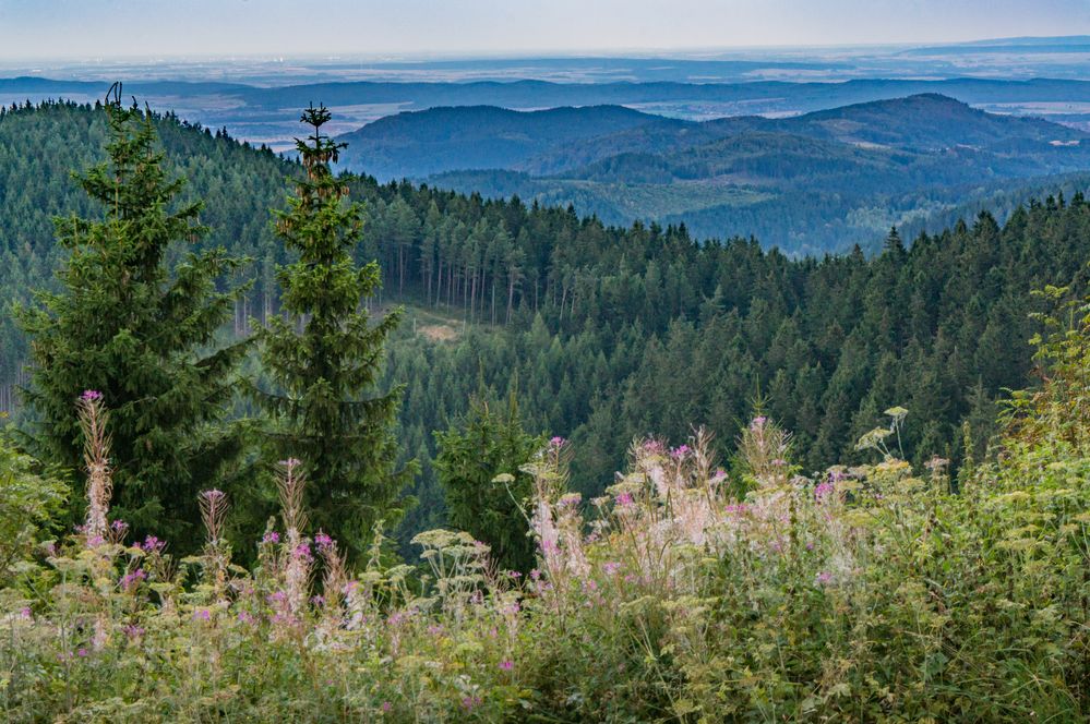 Harz und Harzvorland Foto & Bild  harz, wald, berge Bilder auf fotocommunity
