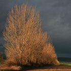 Harz-Vorland