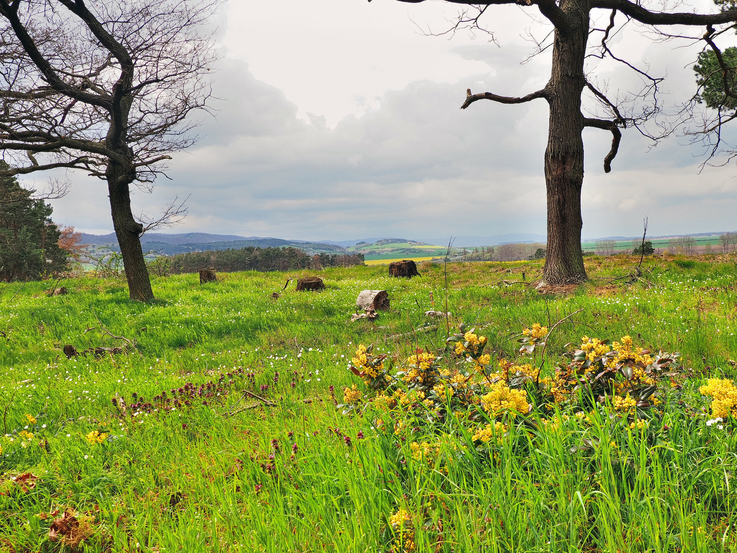 Harz Vorland