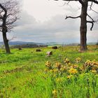 Harz Vorland