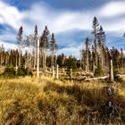 Harz-Wald