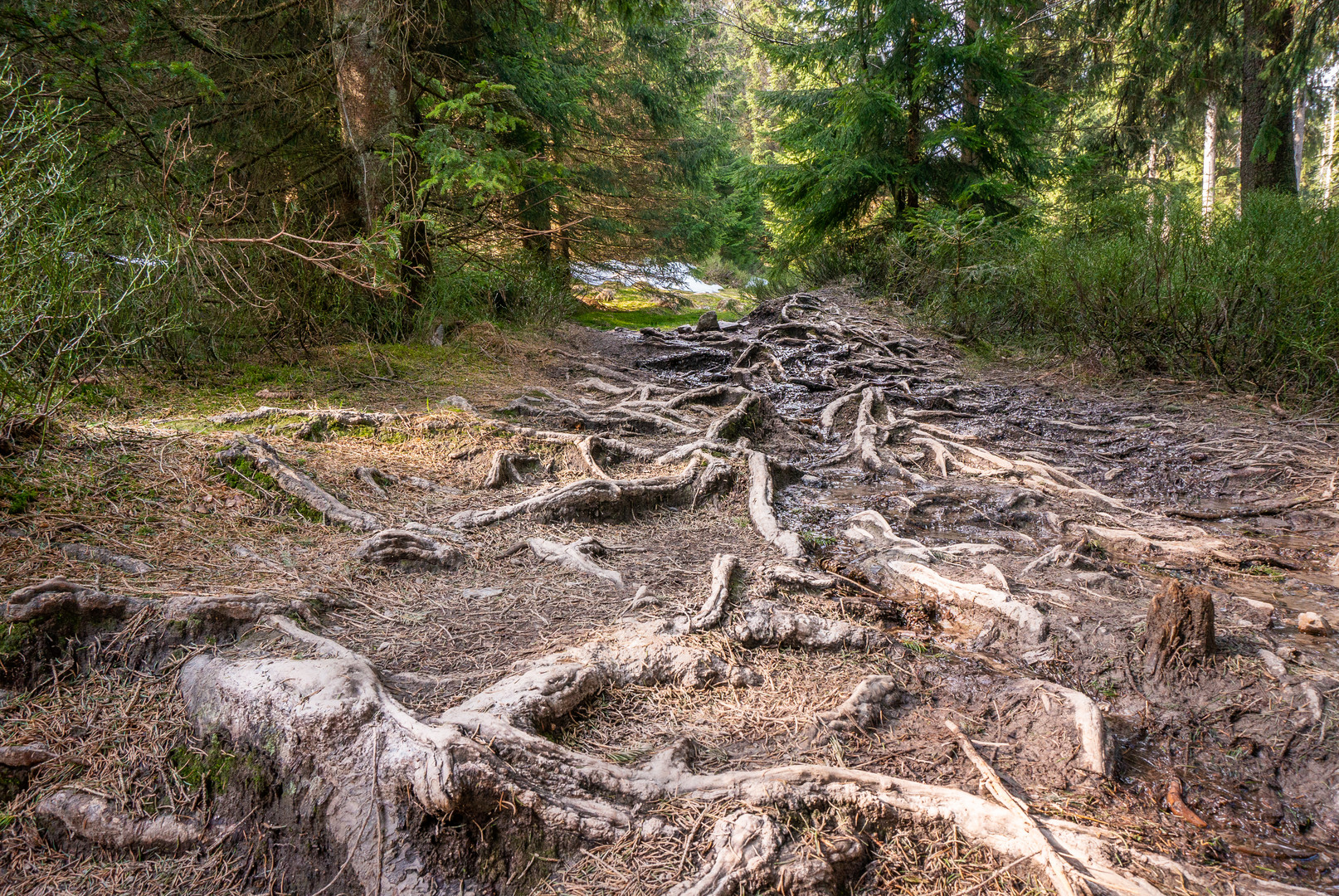 Harz-Wanderung zur Wolfswarte III - April 2019