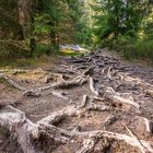 Harz-Wanderung zur Wolfswarte III - April 2019