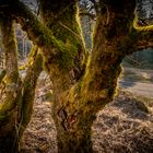 Harz-Wanderung zur Wolfswarte IX - April 2019