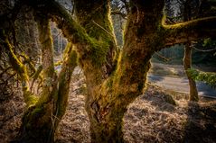 Harz-Wanderung zur Wolfswarte IX - April 2019