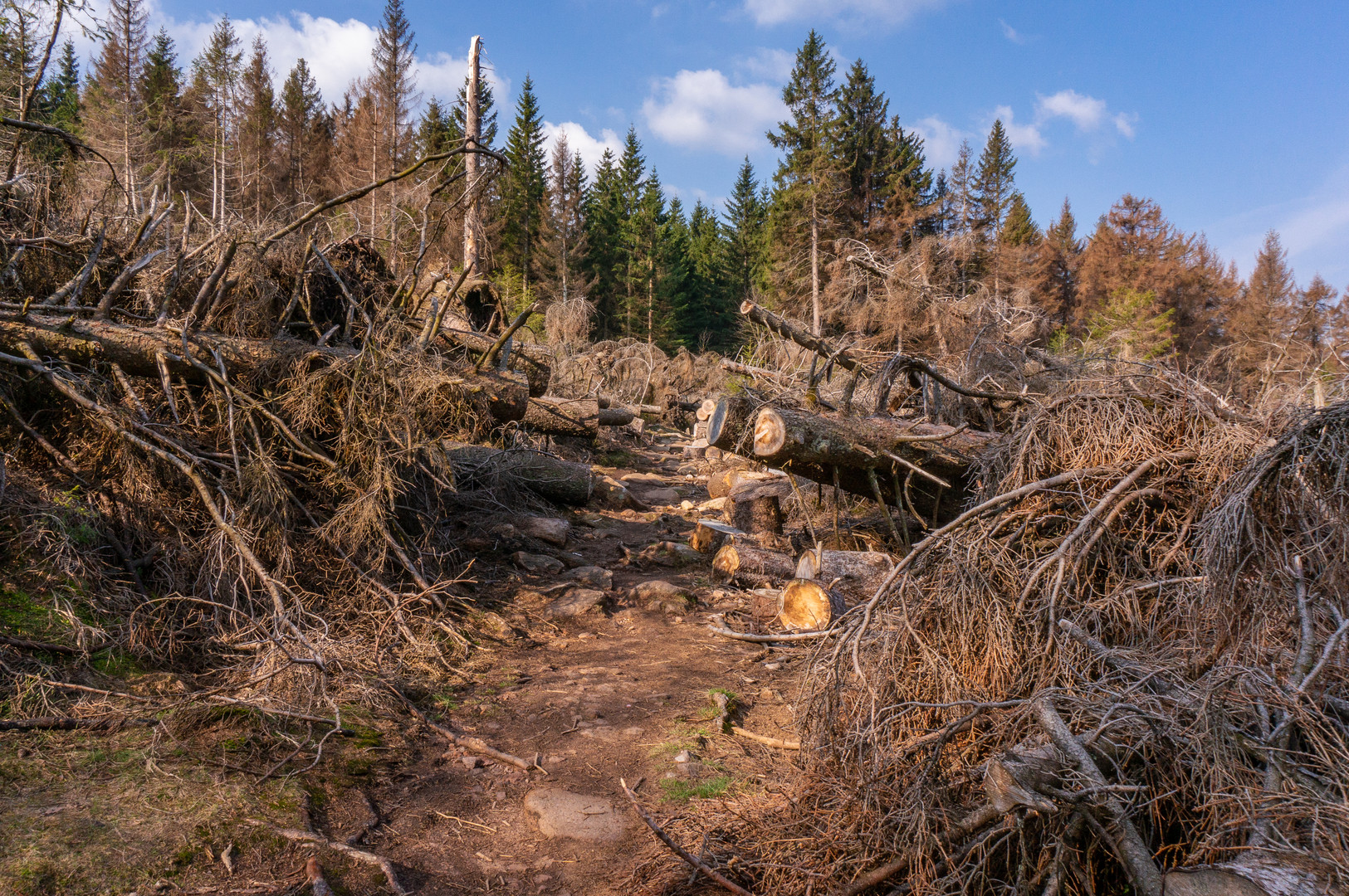 Harz-Wanderung zur Wolfswarte V - April 2019