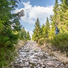 Harz-Wanderung zur Wolfswarte X - April 2019