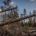 Harz-Wanderung zur Wolfswarte XIII - April 2019