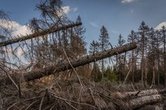 Harz-Wanderung zur Wolfswarte XIII - April 2019