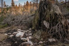 Harz-Wanderung zur Wolfswarte XIV - April 2019