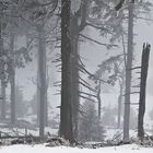 Harz-Wurmberg-bei-Nebel