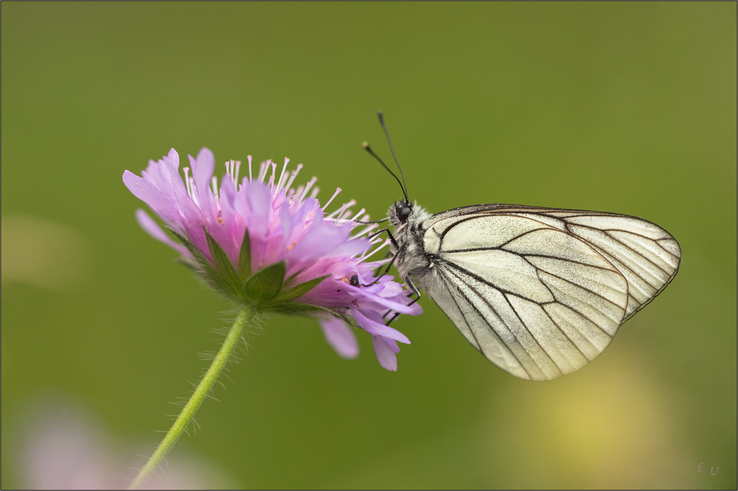 harzer baumweissling auf ackerwitwenblume