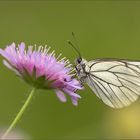 harzer baumweissling auf ackerwitwenblume