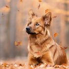 Harzer Fuchs "Amy" im Herbstlaub