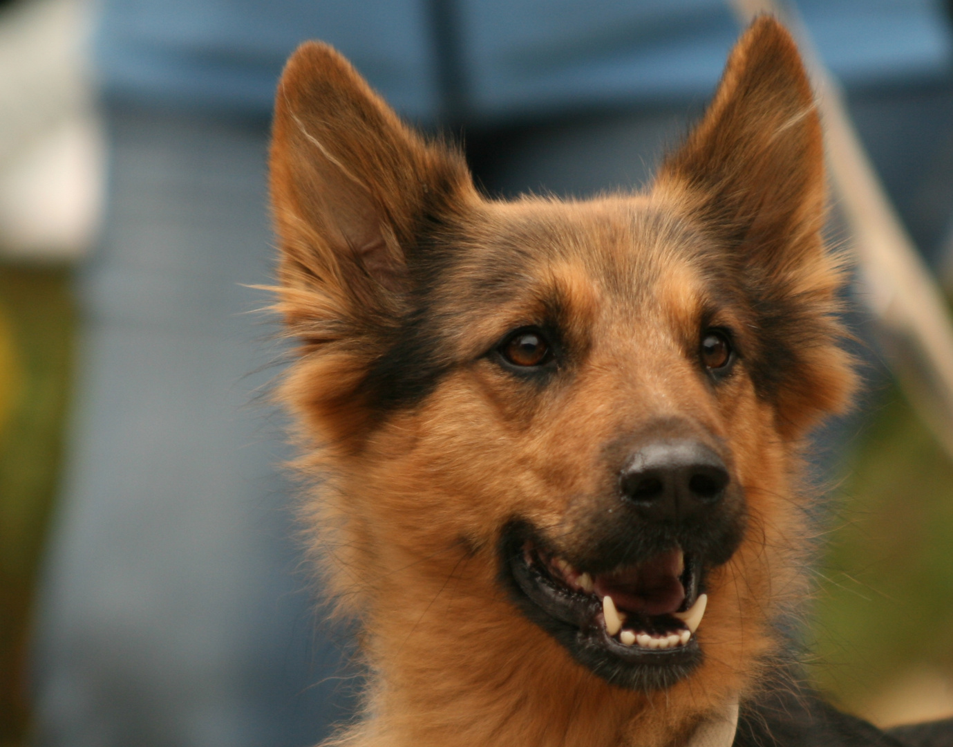 gelbbacke hund