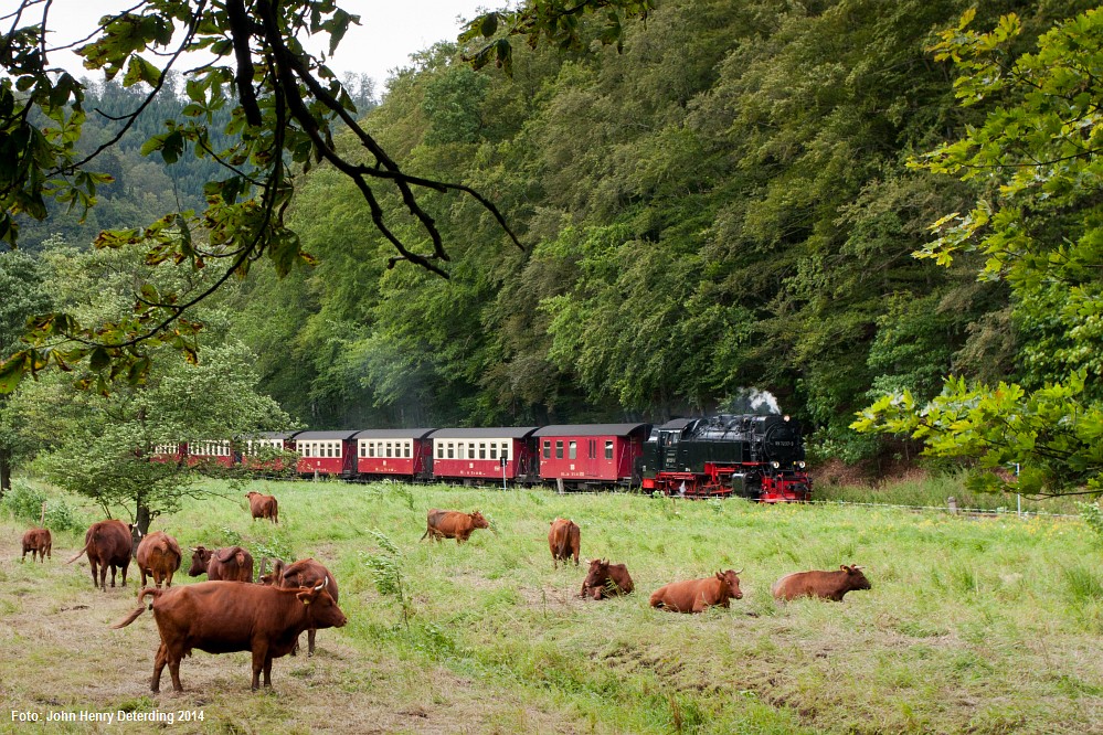 Harzer Rotes Höhenvieh am Gleis