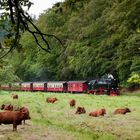 Harzer Rotes Höhenvieh am Gleis