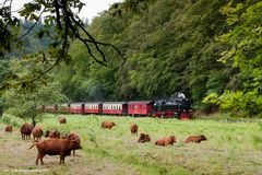 Harzer Rotes Höhenvieh am Gleis