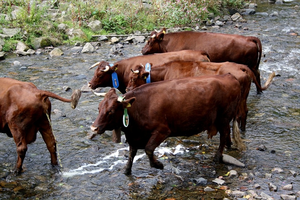 Harzer Rotvieh.. Foto & Bild landschaft, bach, fluss & see, harz