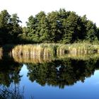 Harzer Teich 1