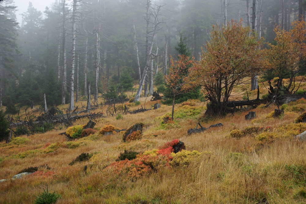 Harz...Herbststimmung