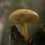 Harzige Sägeblättling (Lentinus adhaerens)...?