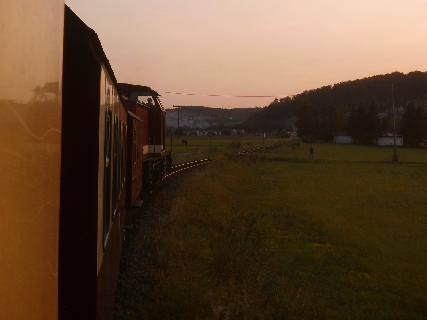 Harzkamel im Südharzer Abendlicht.