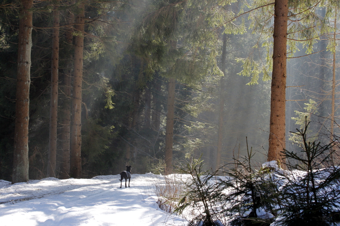 Harzlandschaft