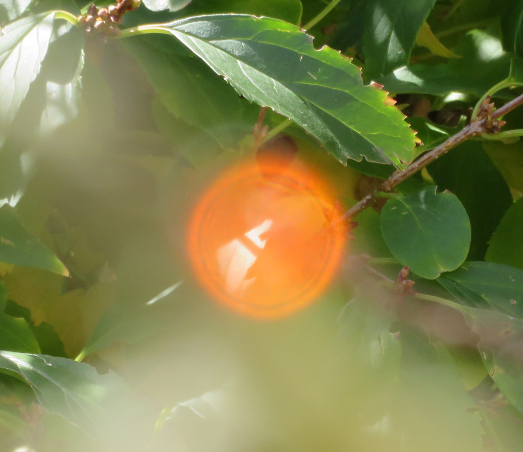 Harztropfen  im Sonnenlicht