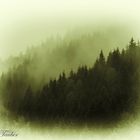 Harzwald im Nebel