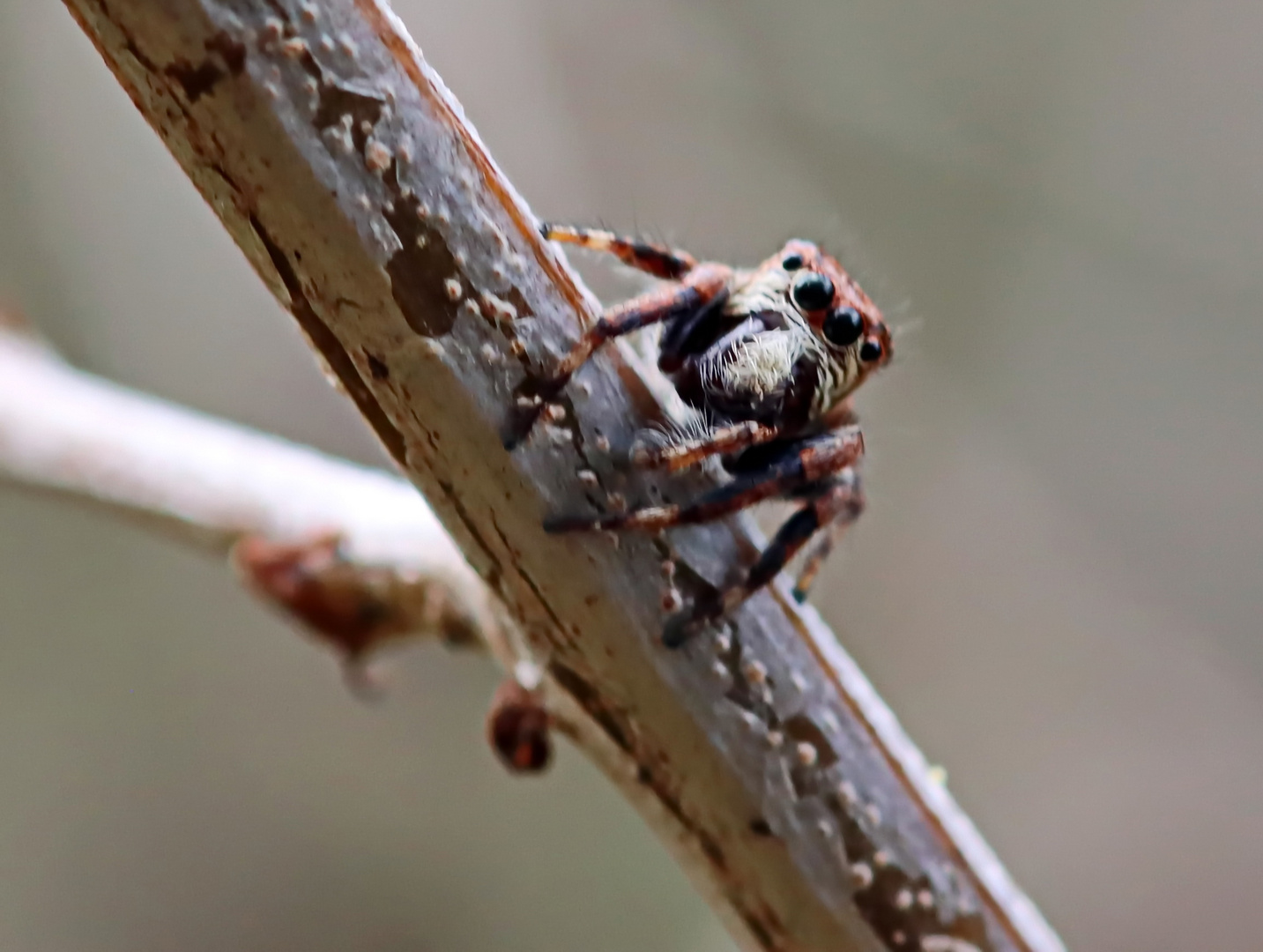 Hasarius adansoni