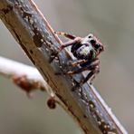 Hasarius adansoni