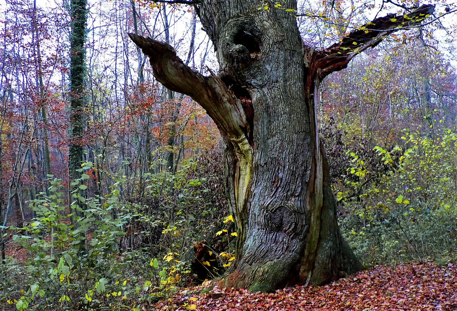 Hasbruch / Herbst Foto & Bild landschaft, eiche, niedersachsen Bilder