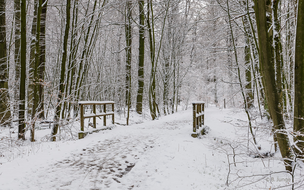 Hasbruch im Winter