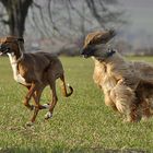 HASCH MICH - ES IST FRÜHLING