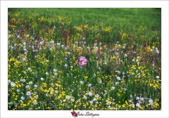 Hasch mich - ich bin der Frühling!