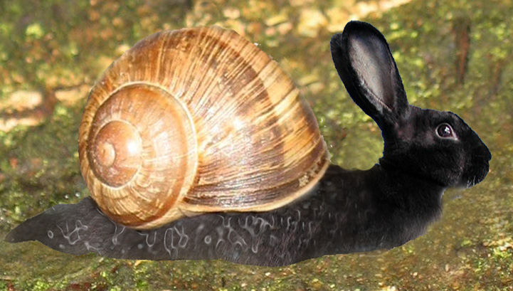 Haschnecke