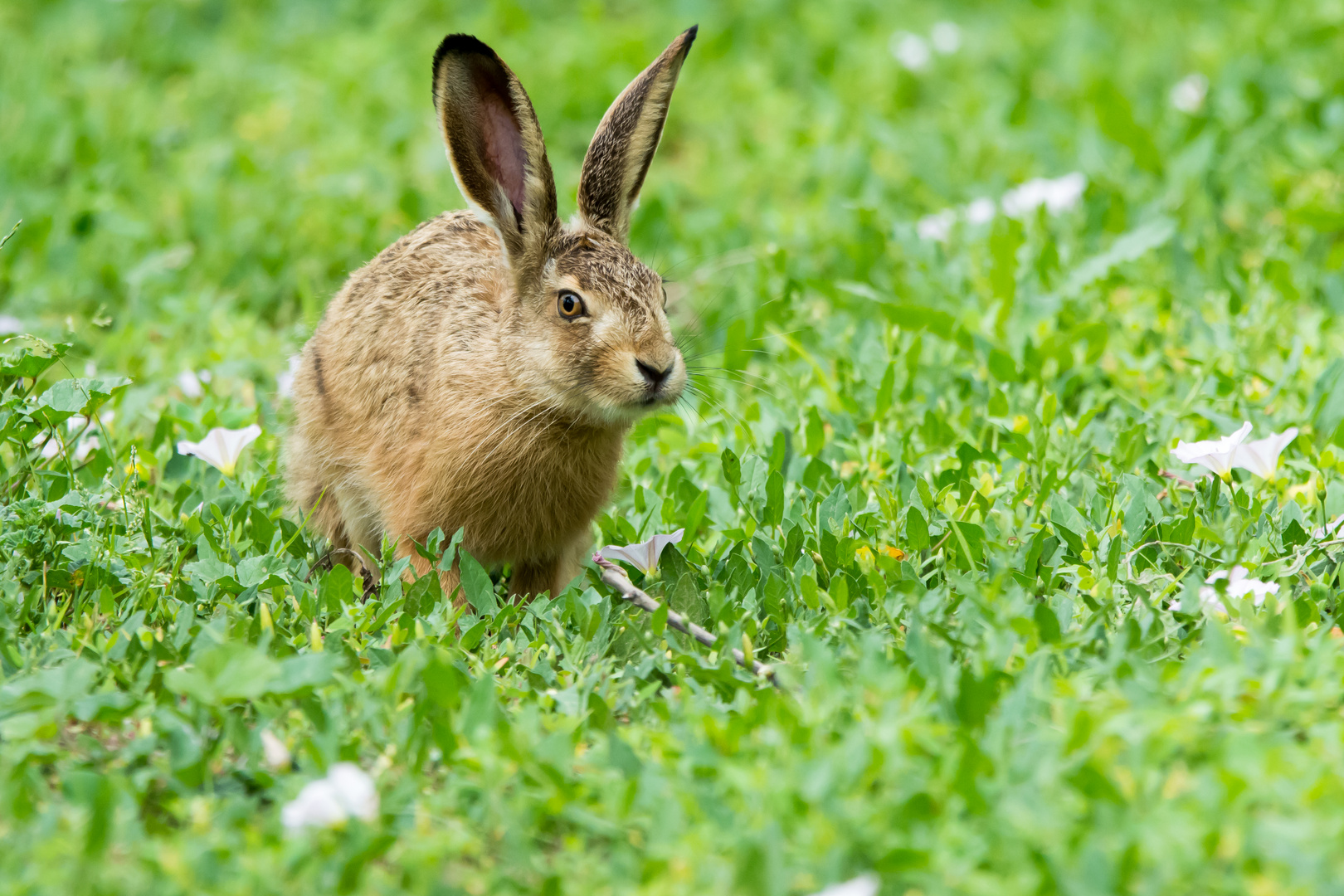 Hase 1 Foto & Bild | tiere, wildlife, säugetiere Bilder auf fotocommunity