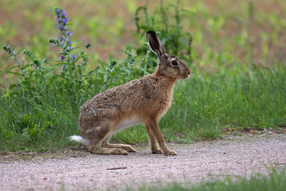 Hase 1 Foto & Bild | tiere, natur Bilder auf fotocommunity