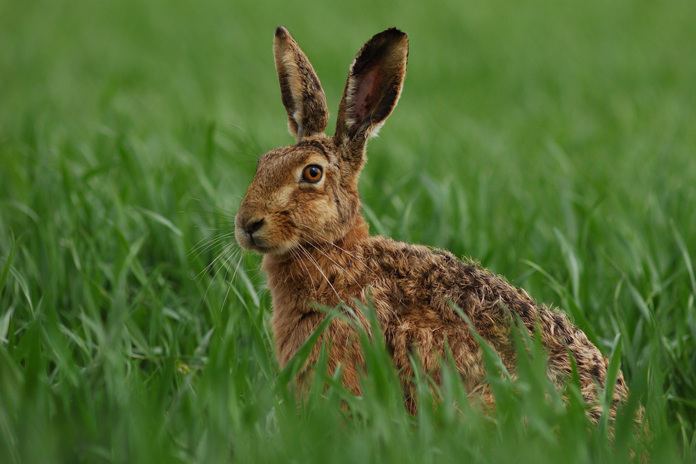 Hase Foto & Bild | tiere, wildlife, säugetiere Bilder auf fotocommunity