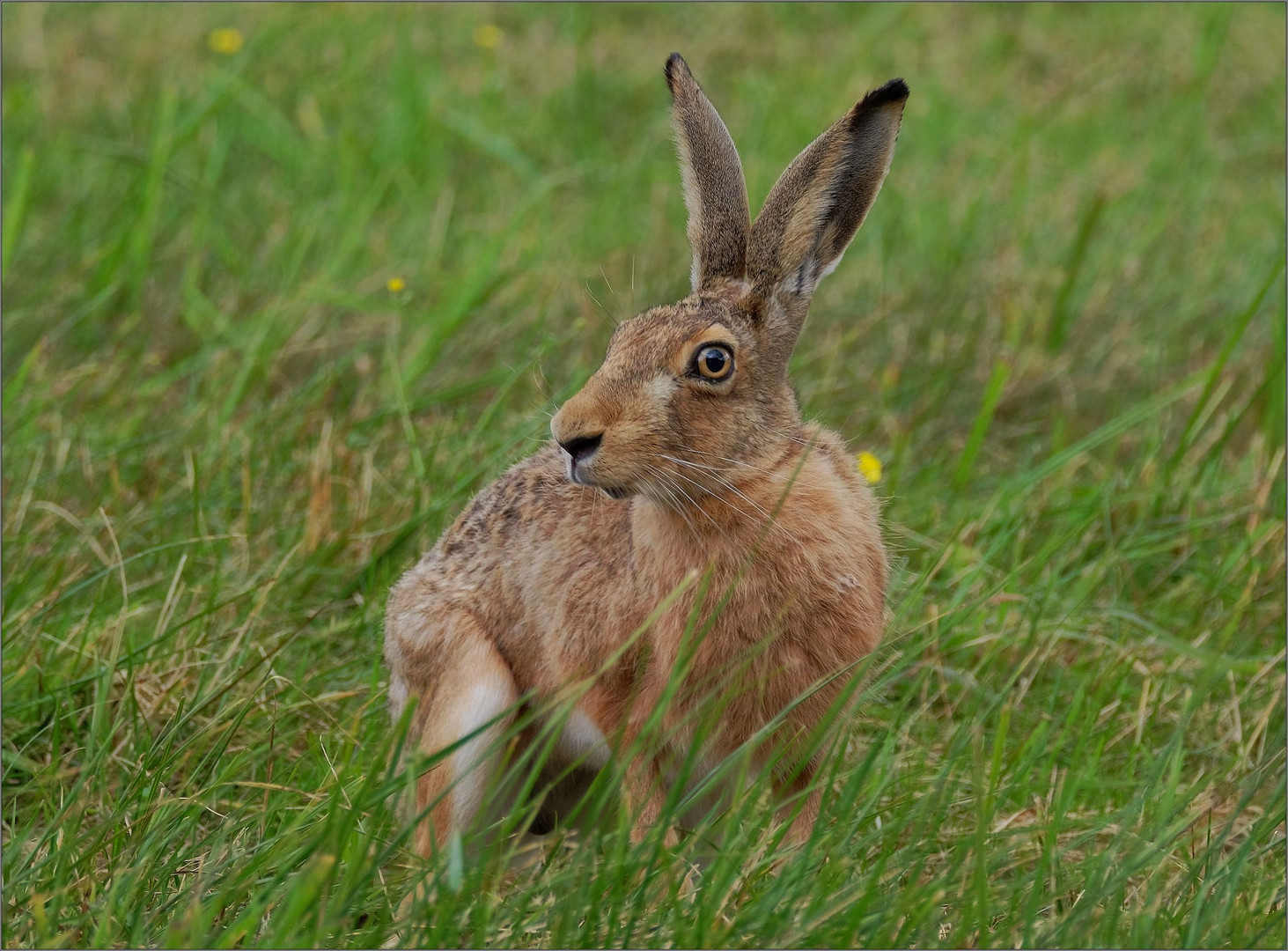 Hase Foto & Bild | tiere, wildlife, säugetiere Bilder auf fotocommunity