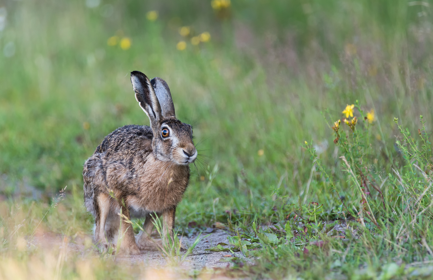 Hase_______